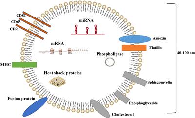 Research Progress in Exosome-Based Nanoscale Drug Carriers in Tumor Therapies